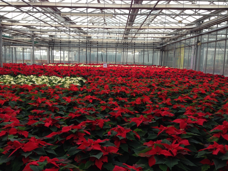 pepiniere-BEUIL-min_poinsettia-210023